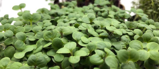 Let’s talk about… Rucola!