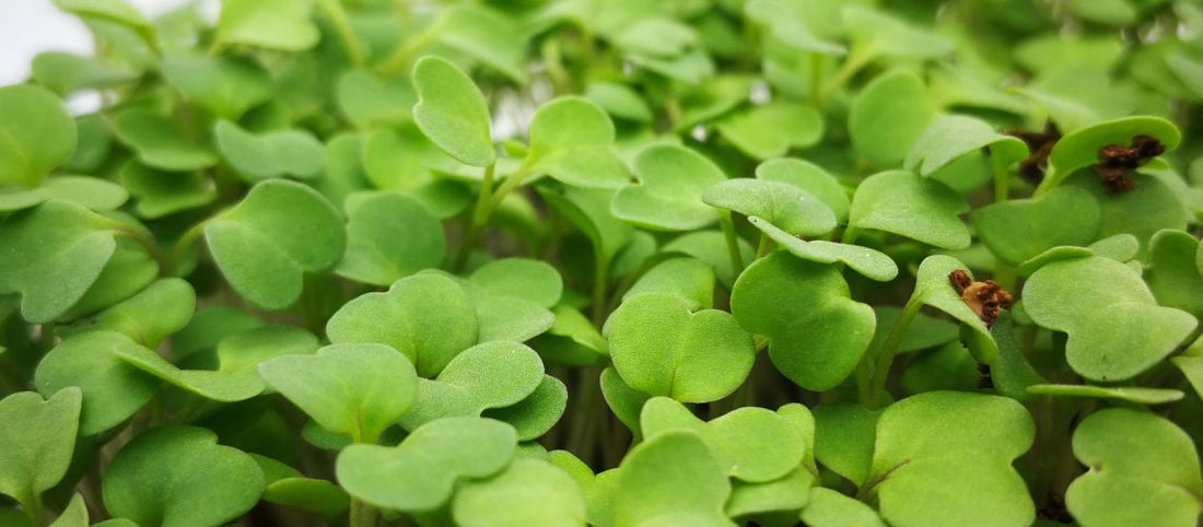 Let’s talk about… Pak Choi!