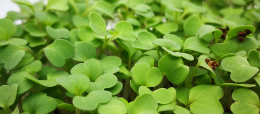 Let’s talk about… Pak Choi!