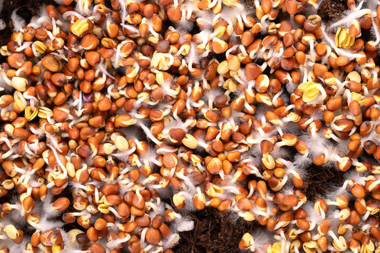 Mikrowurzeln oder Schimmel? So erkennst du den Unterschied bei Microgreens